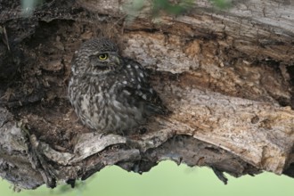 Little Owl (Athene noctua) perched on a tree trunk, North Rhine-Westphalia, Germany