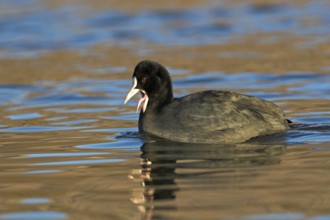Eurasian Coot (Fulica atra), Madrid, Spain