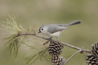 Tufted Titmouse (Baeolophus bicolor), Ohio, USA