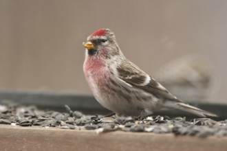 Common Redpoll (Acanthis flammea) male, St. Gallen, Switzerland