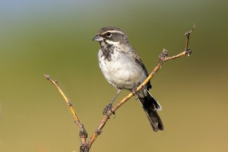 Black-throated Sparrow Amphispiza bilineata Amado, Santa Cruz County, Arizona, United States 7