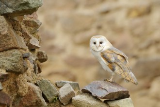 Barn owl, Tyto alba, with nice wings, landing on stone wall, light bird flying in the old castle,