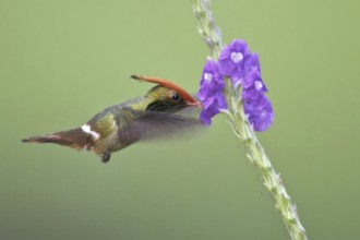 Rufous-crested Coquette (Lophornis delattrei), Manu National Park, Peru