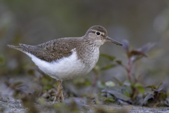 Common Sandpiper (Actitis hypoleucos), North Rhine-Westphalia, Germany