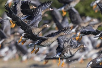 Greater White-fronted Goose (Anser albifrons) group taking flight, North Rhine-Westphalia, Germany