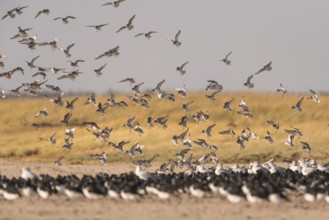 Red Knot (Calidris canutus) flying, Schleswig-Holstein, Germany