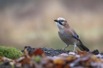 Eurasian Jay (Garrulus glandarius) perched on the ground, North Rhine-Westphalia, Germany