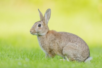 Wildkaninchen, Oryctolagus cuniculus European rabbit, Oryctolagus cuniculus