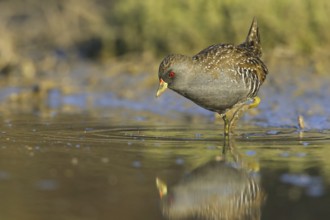 Australian Crake (Porzana fluminea), Victoria, Australia