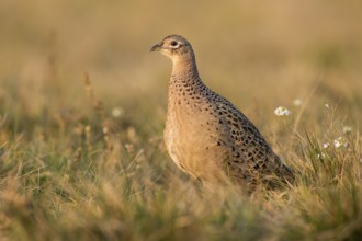Common Pheasant (Phasianus colchicus) female, Kutno, Poland