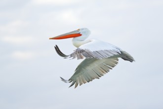 Bird in the water. Dalmatian pelican, Pelecanus crispus, landing in Lake Kerkini, Greece. Pelican
