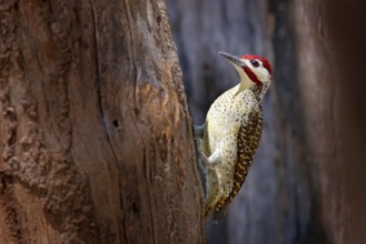 Campethera scriptoricauda, Speckle-throated woodpecker, on tree trunk, nature habitat. Wildlife