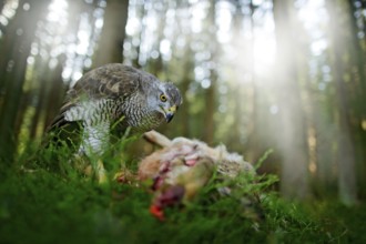 Goshawk, Accipiter gentilis, feeding on killed hare in the forest. Bird of Prey with fur catch in