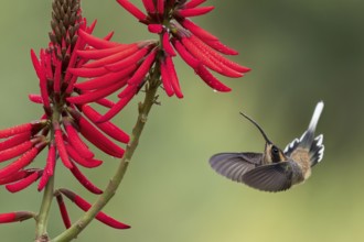 Scale-throated Hermit (Phaethornis eurynome) feeding at a flower in the Atlantic Rainforest of