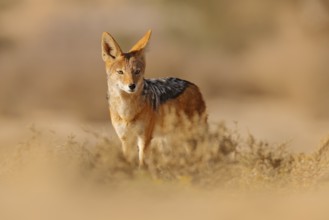 Jackal and evening sunlight. Black-Backed Jackal, Canis mesomelas mesomelas, portrait of animal