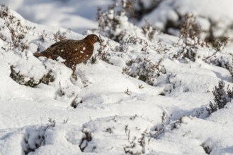 Red Grouse (Lagopus scotica), walking thourgh snow, Cairngorms National Park, Scotland, United