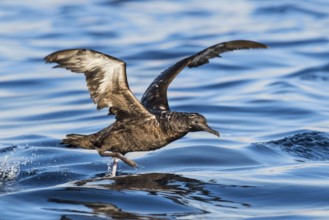 Sooty Shearwater (Ardenna grisea) flying, Eilat, Israel