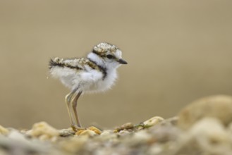 Little Ringed Plover (Charadrius dubius) chick, North Rhine-Westphalia, Germany