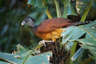 Big bird Great curassow, Crax rubra, in the nature forest habitat, animal sitting on the palm leave