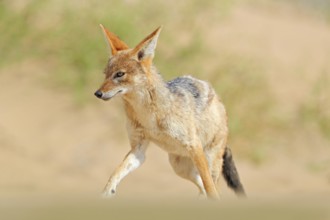 Jackal running on the sand dune in the Namib desert. Hot day in sand, animal from Namibia, Africa,