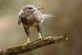 Common Buzzard (Buteo buteo) perched on a branch, Asturias, Spain