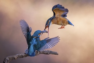 Common Kingfisher (Alcedo atthis) pair displaying, Saxony-Anhalt, Germany