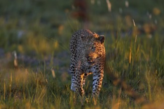 Leopard, Panthera pardus shortidgei, nature habitat, big wild cat in the nature habitat, sunny day