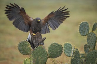 Harris's Hawk (Parabuteo unicinctus) perched on a stump, Texas, USA