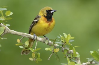 Orchard Oriole (Icterus spurius), Texas, USA