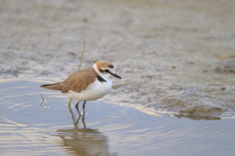 Kentish Plover (Charadrius alexandrinus) male, Mallorca, Spain