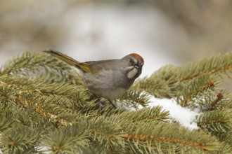 Green-tailed Towhee (Pipilo chlorurus), California, USA