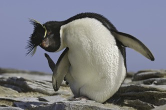 Southern Rockhopper Penguin (Eudyptes chrysocome), Falkland Islands