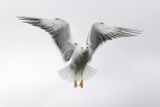Heringsmöwe; lat. Larus fuscus; im Flug auf der Stelle frontal vor hellem Himmel; Romsdalfjord
