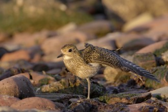 Goldregenpfeifer; lat. Pluvialis apricaria; nach Ruhephase Flügel und Bein streckend