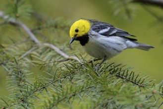 Hermit Warbler (Setophaga occidentalis) perched on a branch in Washington State, USA