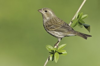 Purple Finch (Haemorhous purpureus) female, British Columbia, Canada