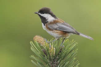 Chestnut-backed Chickadee (Poecile rufescens), British Columbia, Canada