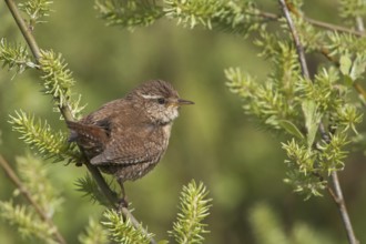 Eurasian Wren (Troglodytes troglodytes), Schleswig-Holstein, Germany