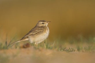 Tawny Pipit - Brachpieper - Anthus campestris, Oman