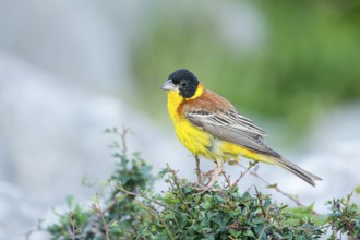 Black-headed Bunting - Kappenammer - Emberiza melanocephala, Croatia, adult male