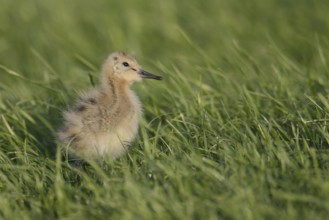 Black-tailed Godwit (Limosa limosa) juvenile, Texel, Netherlands