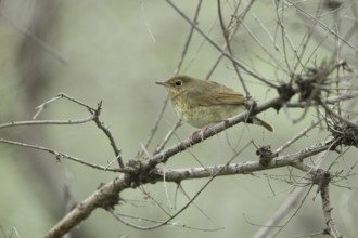 Siberian Blue Robin (Larvivora cyane cyane) young female perched on a branch, Dornod Province,