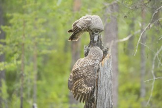Great Grey Owl (Strix nebulosa) male landing on nest with mouse prey in beak, Suomussalmi, Finland