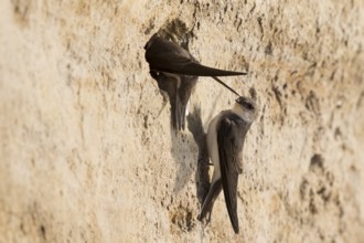 Sand Martin (Riparia riparia) building nest hole, North Rhine-Westphalia, Germany