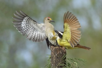 Great Kiskadee (Pitangus sulphuratus) & male Golden-fronted Woodpecker (Melanerpes aurifrons)