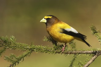 Evening Grosbeak (Hesperiphona vespertina), Michigan, USA