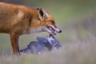 Red Fox (Vulpes vulpes) adult feeds on Common Wood Pigeon (Columba palumbus), Netherlands