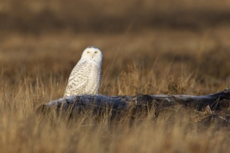 Snowy Owl (Bubo scandiacus) female, British Columbia, Canada