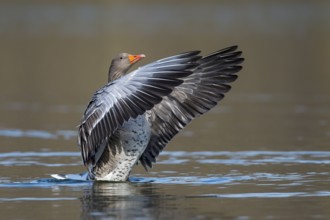 Greylag Goose (Anser anser) flapping wings, Lower Saxony, Germany