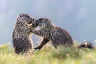 Alpine Marmot (Marmota marmota) two young playing, High Tauern National Park, Carinthia, Austria